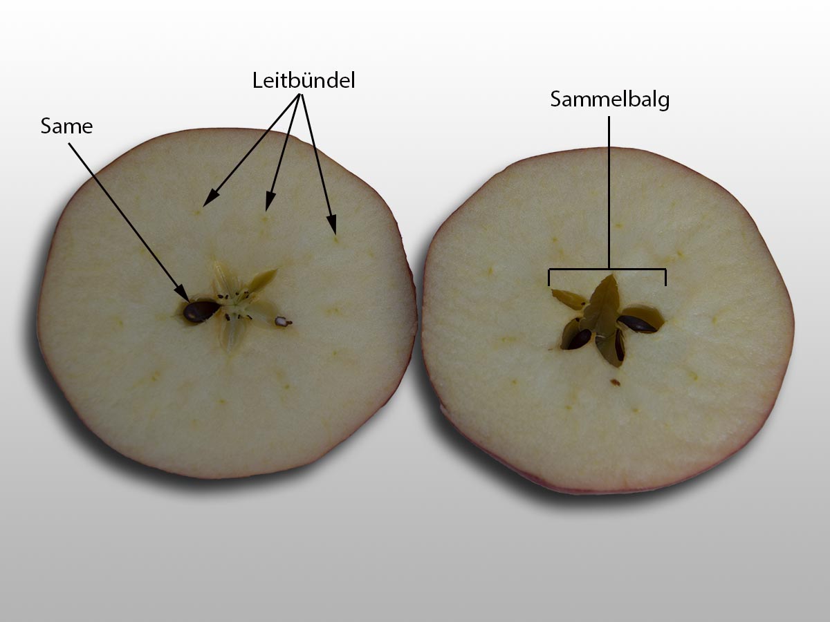 Malus domestica